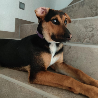 Khaleesi - Praxishund